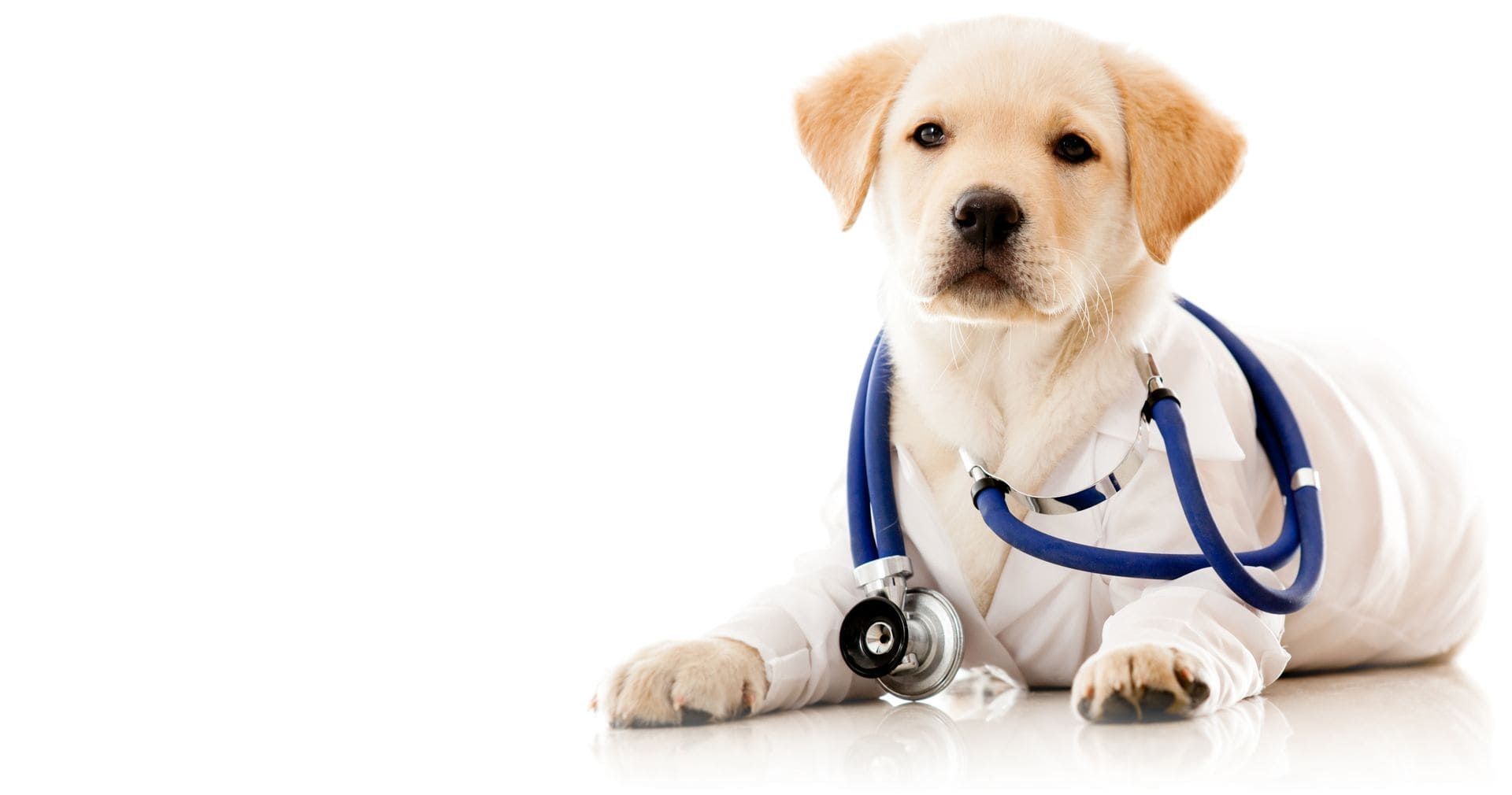 Labradorwelpe auf weißem Hintergrund trägt einen Kittel und hat ein Stethoskop um den Hals